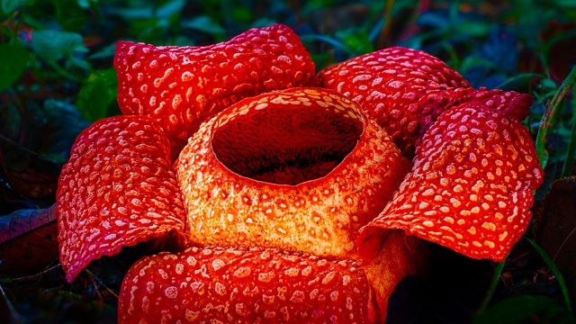 Click to watch 'Tropical Worlds' (popup) The Green Planet